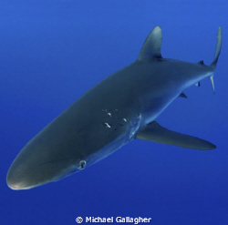 BUMP! A silky shark comes in to bump my dome port - if yo... by Michael Gallagher 